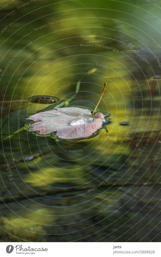 Schwimmendes Blatt mit einem Wassertropfen auf einem See Idylle Tropfen Natur glasklar stille Ruhe Spiegelung friedlich Reflexion & Spiegelung ruhig