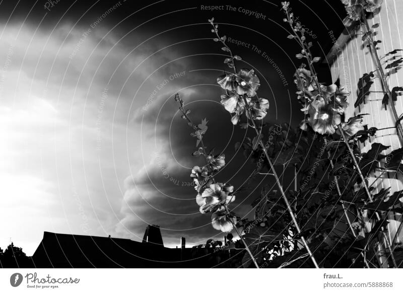Stockrose Regenwolken Himmel Blume Blüte Pflanze Dachterrasse Balkon Stadt dramatisch Sommer Natur Haus