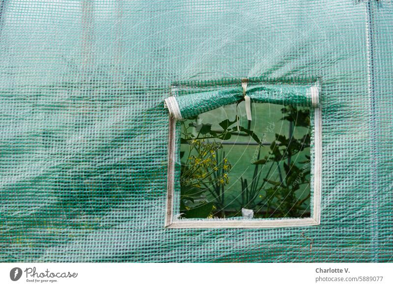 Laubenpieper I Blick in ein Gewächshaus mit durch ein Fenster auf Nutzpflanzen, u.a. eine Tomatenpflanze Gewächsaus Schrebergarten Grün Plane offene Fenster