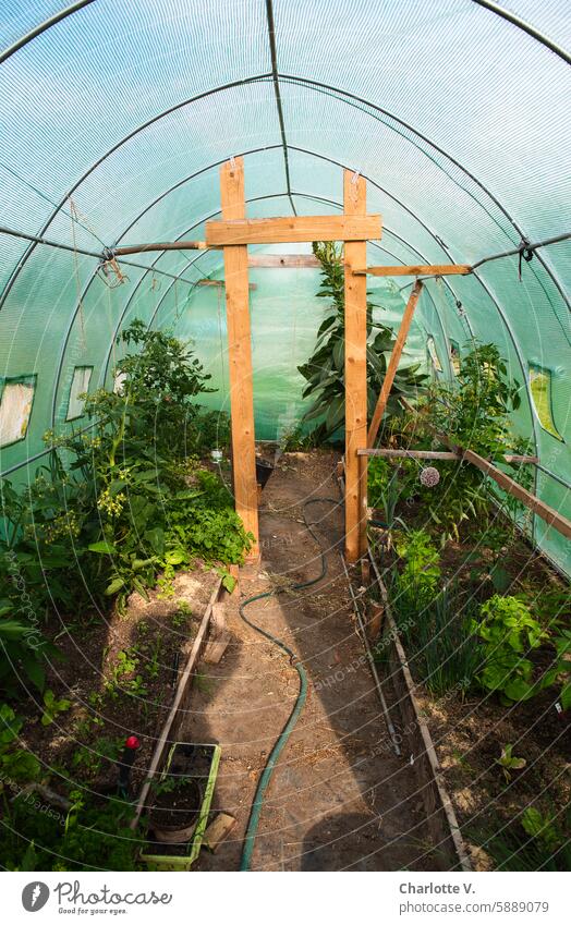 Laubenpieper I Blick in ein Gewächshaus mit durch durch die Tür auf eine Reihe von Nutzpflanzen, vor allem Tomatenpflanzen Gewächsaus Schrebergarten Grün Plane