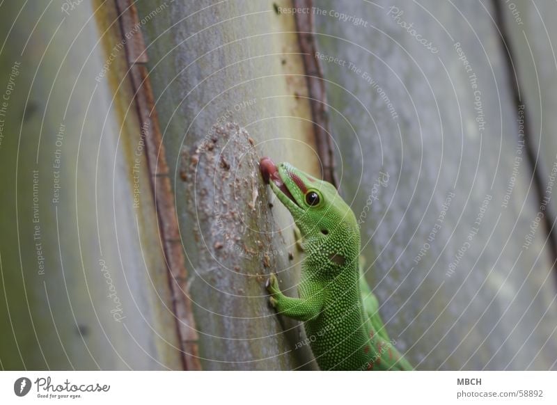 Lecker Gecko lutschen grün rot vertikal kleben Madagaskar Zunge