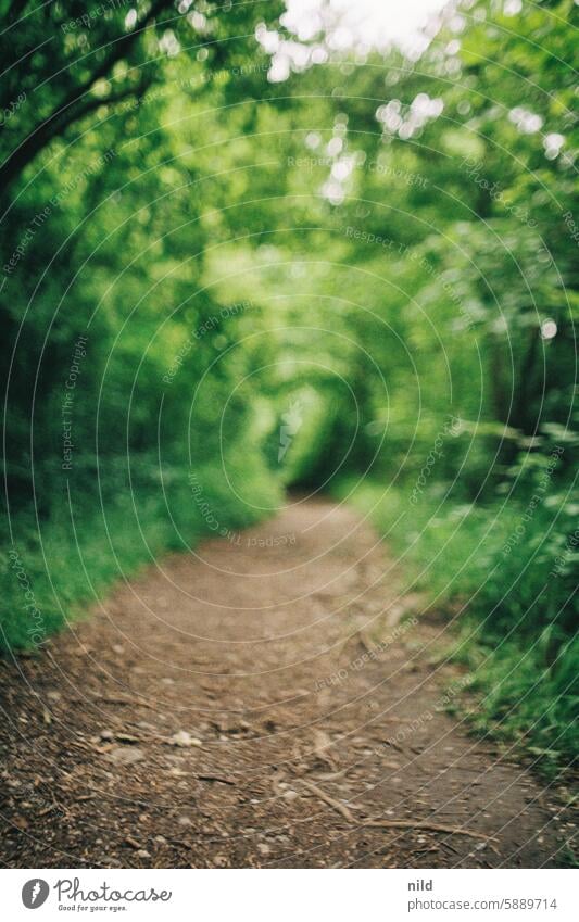 Alles was mit Un anfängt | Viel UNschärfe verschwommen Hintergrund Unschärfe Bokeh grün Natur Weg Waldweg Pfad unscharf draußen Analogfoto Kodak