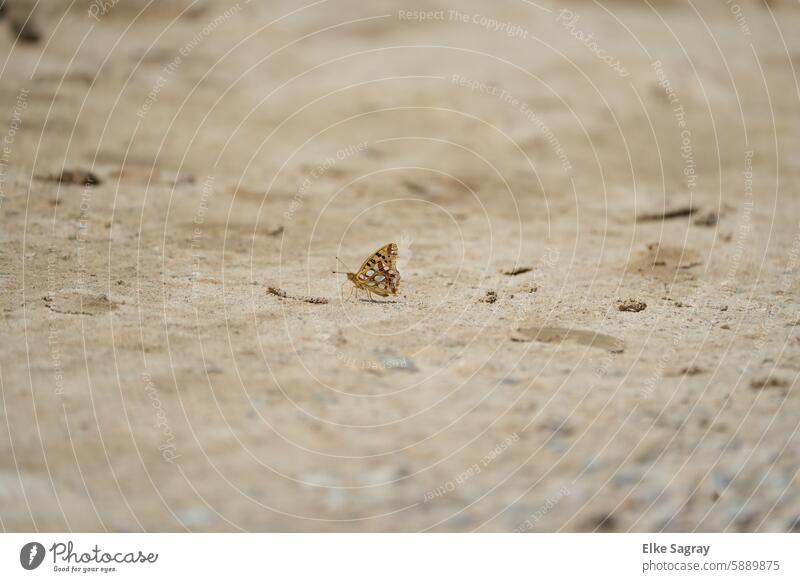 Perlmutterfalter am Boden ,die Flügel schimmern wie Juwelen ,ein lebendiges Kunstwerk #Perlmutterfalter Schmetterling - Insekt Makroaufnahme Natur Nahaufnahme