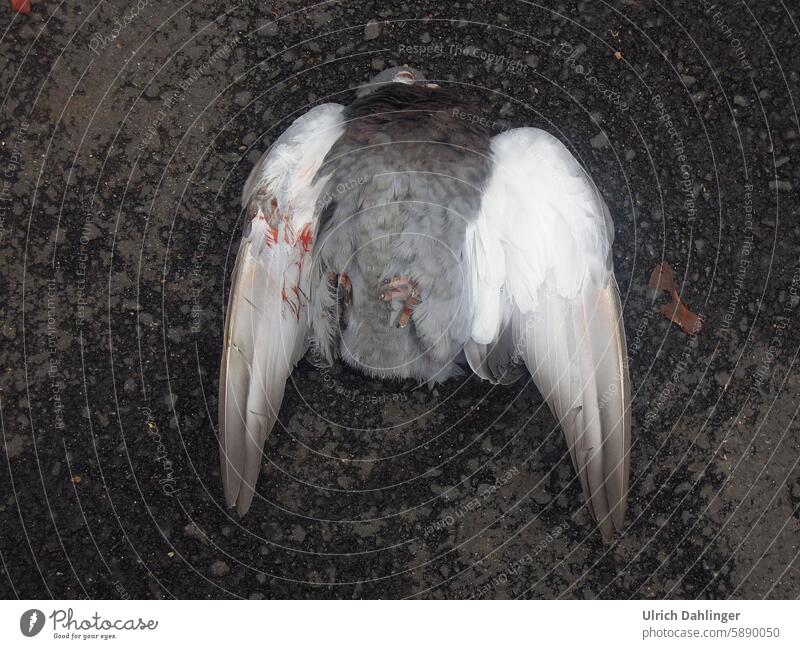 Tote Taube rücklings auf dem Asphalt Tier Tod Engel Engelsflügel Flügel hilflos endgültig Strasse Vogel Federn Trauer Vergänglichkeit Ende gestrorben