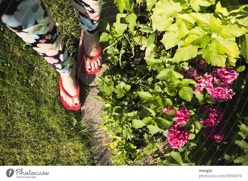 Frauenfüße im Blumenbeet Hortensien Füße auf dem Boden Flipflops gehen rot Nagellack Barfuß Zehen lackiert Sommer Blütenblatt Hose leggins rosa Steine