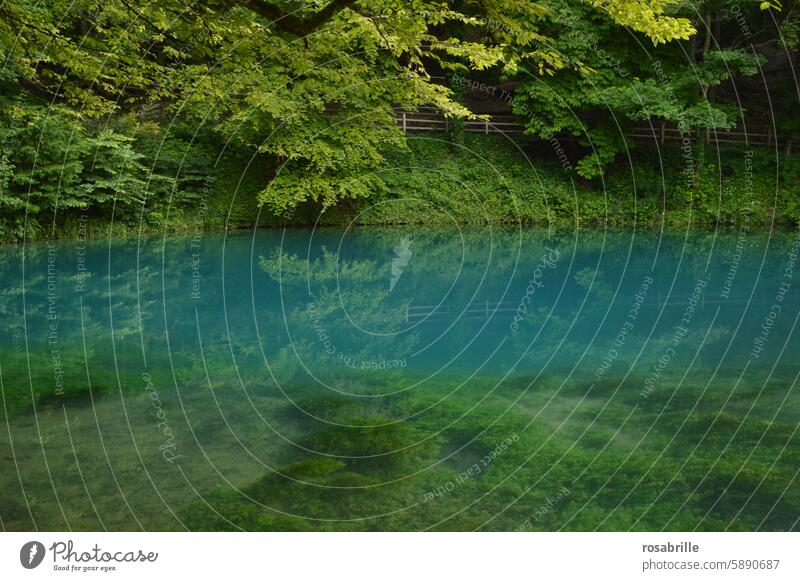 der Blautopf in Blaubeuren See Wasser blau Quelle frisch klar Natur Farbe grün Ursprung Umwelt Reflexion & Spiegelung Landschaft Idylle Wasserspiegelung Wald