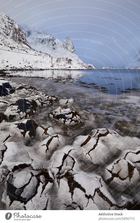 Winterlandschaft mit schneebedeckten Felsen auf den Lofoten Schnee Seegras Fjord lofoten Norwegen Berge u. Gebirge Landschaft Ufer kalt Gelassenheit ruhig