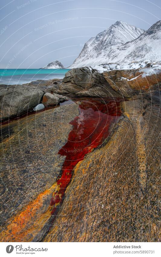 Leuchtend rote Algen und verschneite Berglandschaft auf den Lofoten lofoten Norwegen Landschaft Berge u. Gebirge Schnee Winter Felsen Küstenlinie malerisch