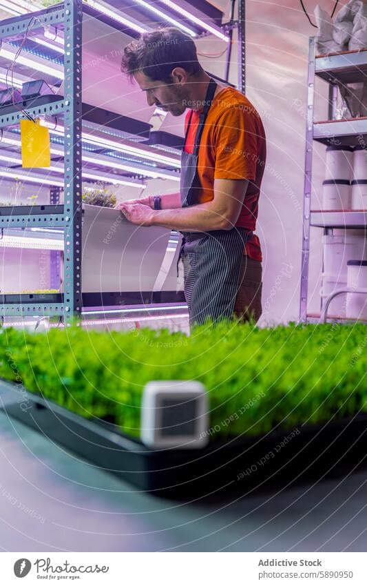 Mann bei der Pflege von Microgreens in einer modernen Indoor-Farm mikrogrün Ackerbau nachhaltig Technik & Technologie vertikale Landwirtschaft Kunstlicht