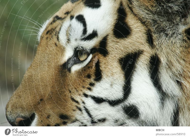 Tigerauge Weiß Schwarz Ein Lizenzfreies Stock Foto Von