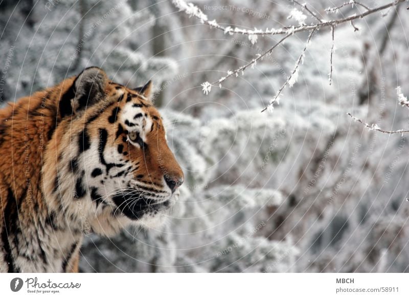 Beobachter Tiger Tier Katze Raubkatze schwarz weiß Fell Muster Streifen orange beobachten Blick Ohr Auge Nase Schnee Wildtier