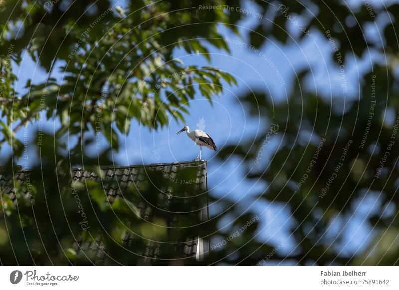 Weißstorch auf Dachfirst Storch Storchennest Raisting Deutschland