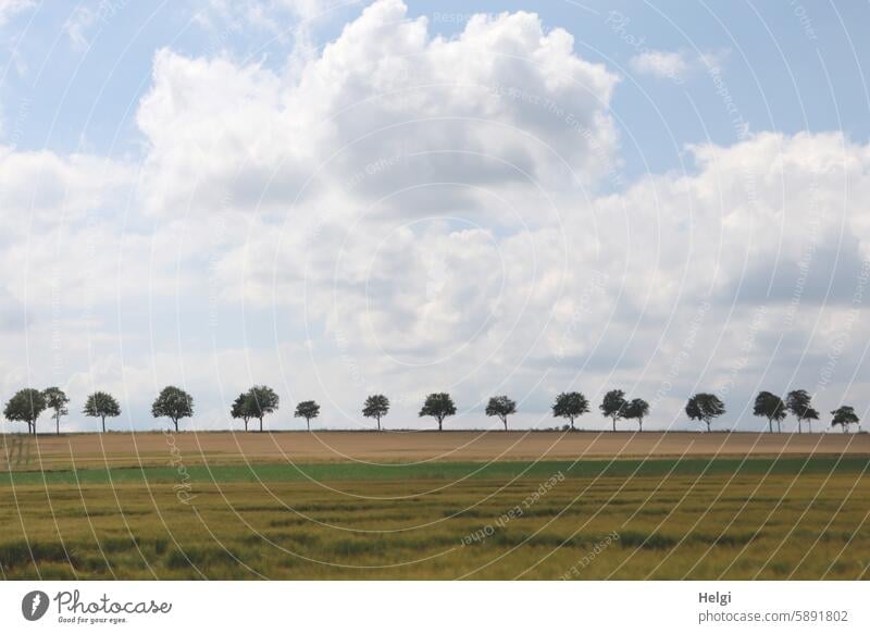 Baumreihe hinter Wiesen und Feldern vor bewölktem Himmel Wolken Sommer Landschaft Natur Außenaufnahme Farbfoto Menschenleer Umwelt Schönes Wetter