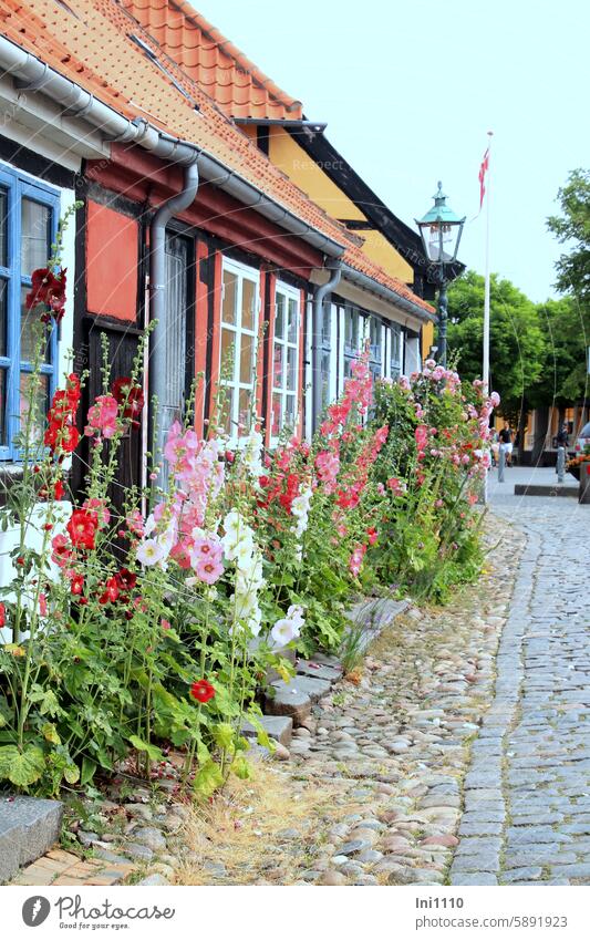 malerische Häuser auf Bornholm II Gebäude idyllisch Landestypisch Stil Fensterfront warme Farben Pflanzen bunte Blumen Stockrosen Blumenpracht romantisch Straße