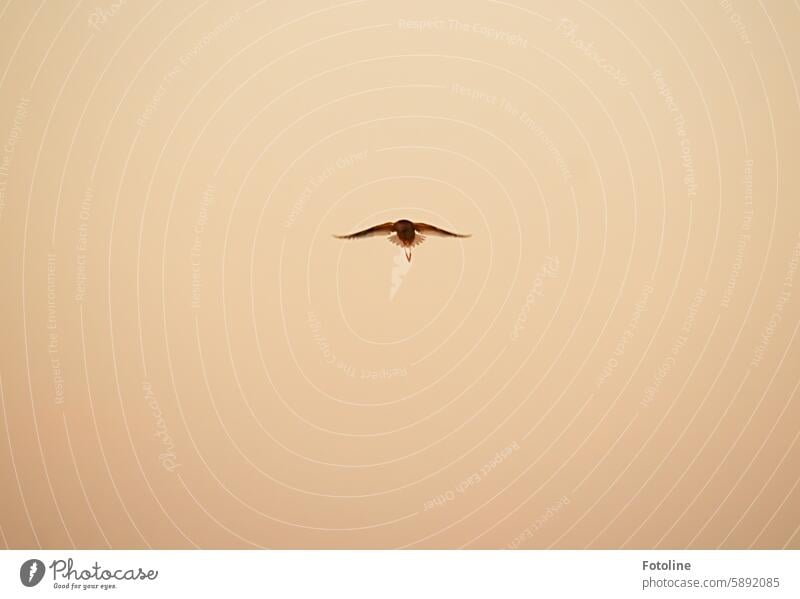 Ein Austernfischer fliegt elegant durch den vom Sonnenuntergang rötlich gefärbten Himmel. Austernfischer im Flug Natur Außenaufnahme Vogel Tier Wildtier Nordsee