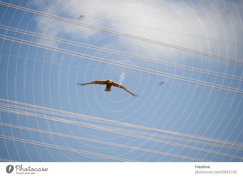 Ein Greifvogel fliegt mit ausgebreiteten Flügeln durch Hochspannungsleitungen. Er schaut direkt in meine Kamera. Vogel Tier Ornithologie wild Raubtier fliegen