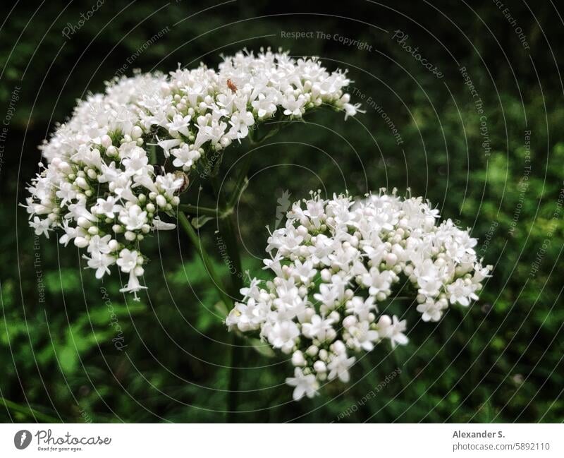 Baldrian-Blüten in der Natur Pflanze Nahaufnahme Medikament Gesundheit Medizin medizinisch natürlich grün Kräuterbuch Kraut Kräuterkunde