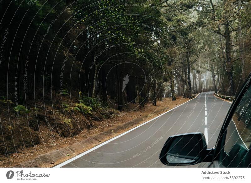 Straßenfahrt durch einen dichten, nebligen Wald im Sommer Feiertag Autoreise PKW Fenster Ansicht reisen Abenteuer Baum Nebel Gelassenheit Natur im Freien