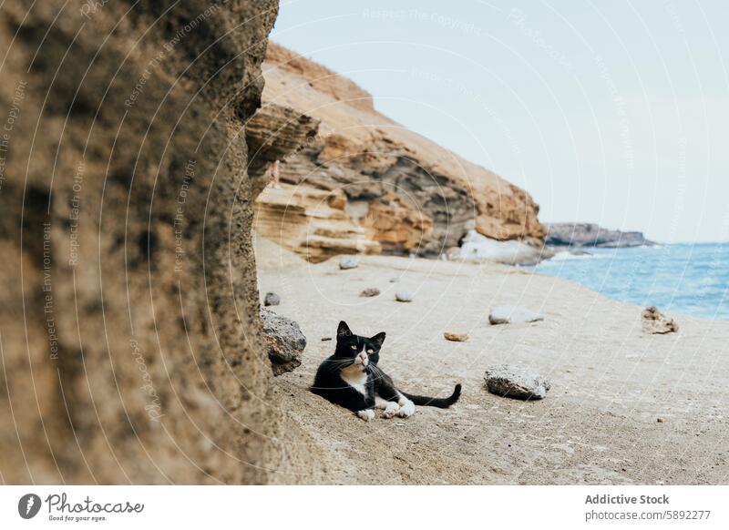 Katze, die sich im Sommer an einem abgelegenen Felsenstrand entspannt Feiertag Strand felsig Klippe MEER ruhig Essenz räkeln schwarz auf weiß Sand im Freien