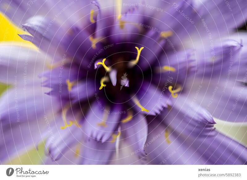 Makroaufnahme mit großer Blende: Violette Scabiosa mit gelben Staubfäden Blüte Blume Nahaufnahme Detailaufnahme Blühend Pflanze Schwache Tiefenschärfe violett