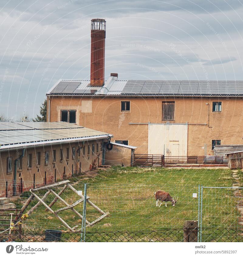 Rasenmäher Gelände Grundstück Wirtschaftsgebäude Zaun Außenaufnahme Grenze Grundstücksgrenze Maschendrahtzaun Schornstein Baracke Wiese Ziegenbock futtern