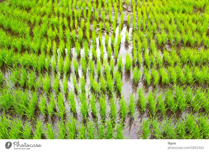 Nahaufnahme eines Reisanbaugebiets Ackerbau Kunst Asien Hintergrund Banane schön schwarz Unschärfe hell Müsli Konzept Land Landschaft Ernte Bauernhof Feld Blume