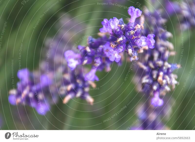 Duft zum Niederknien - Lavendel Schwache Tiefenschärfe gesund Naturmedizin Blume Pflanze violett Blühpflanze Bienenweide Sommer duftend Blüte Gesundheit