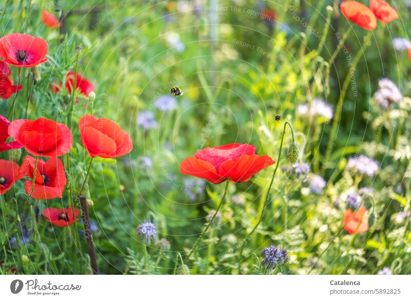 Mohn, Mohn Klatschmohn Pflanze Blume Natur Blütenblätter Flora Garten Tag Tageslicht verblühen Jahreszeit verbluhen welken duften Blumen Blühend Pflanzen bunt