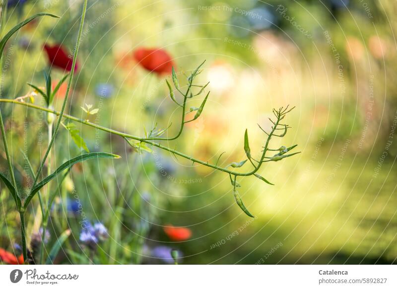 Blumen im Garten Blumenmischung Klatschmohn Pflanze Blütenblätter Tag Tageslicht Jahreszeit bunt verblühen Natur Flora Pflanzen Blühend Mohn blauer Lein