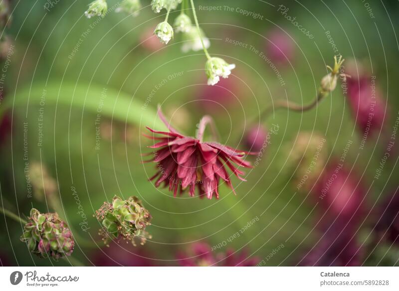 Akelei wachsen Blume Rosa Rot Grün Garten Natur Flora Blütenblätter Pflanze blühen Hahnenfußgewächse verblühen Tag Tagedlicht Gemeine Akelei Aquilegia vulgaris