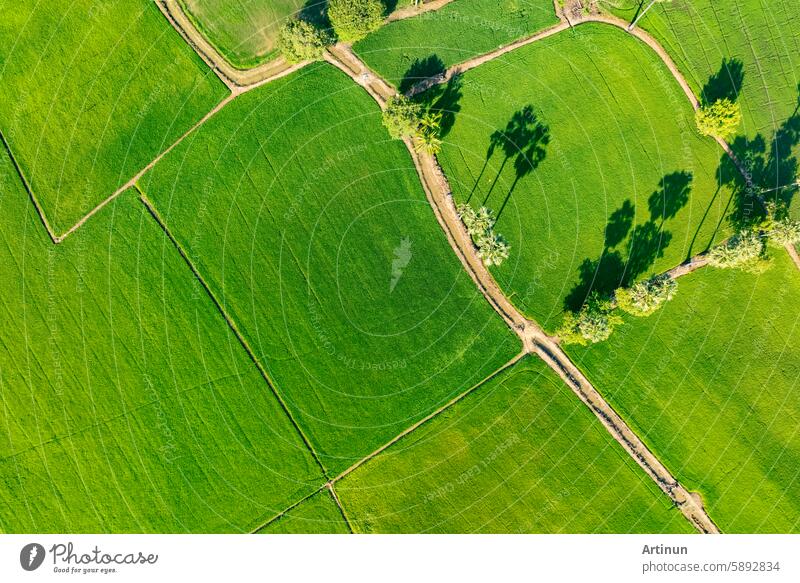 Luftaufnahme eines üppigen grünen Reisfelds mit einem kleinen gewundenen Kanal. Nachhaltige Landwirtschaft Landschaft. Nachhaltiger Reisanbau. Reisanbau. Grüne Landschaft. Ökologischer Landbau. Nachhaltige Landnutzung.