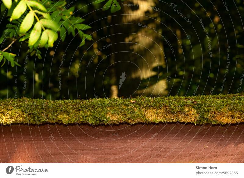 Moos auf einer Holztafel in der Umgebung eines Waldes Natur Waldboden Umwelt Forstwirtschaft Pflanze grün dunkel Waldrand Schatten Information