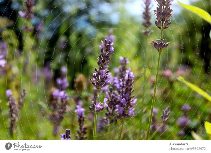 Blühender Lavendel in Wiese blühender Lavendel violett lila grün Duft Lavendelduft Blüte natürliches Licht sommerlich Sommer Natur Unschärfe Sommergefühl