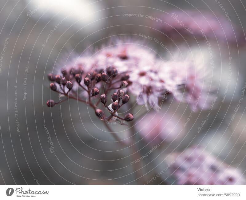 Japanischer Sirea Japanischer Kederstrauch Strauch holzig Tiefenschärfe blüht Knospen rosa