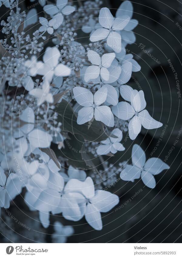 Hortensie Blume Blüten Pflanze weiss Gewächshaus Dekor