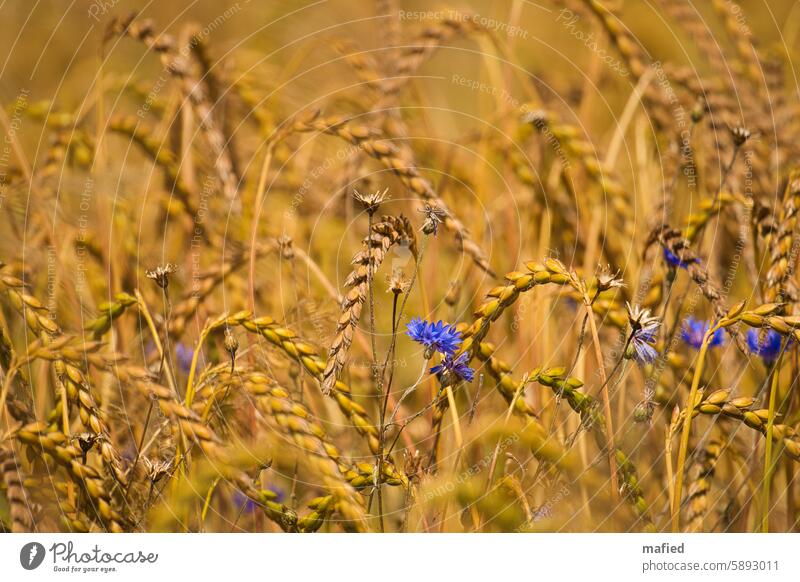 Kornblumen in einem Weizenfeld Feld Sommer Getreide Ähren Landwirtschaft Kornfeld Ackerbau Nutzpflanze ökologisch Lebensmittel Blume blau gelb braun