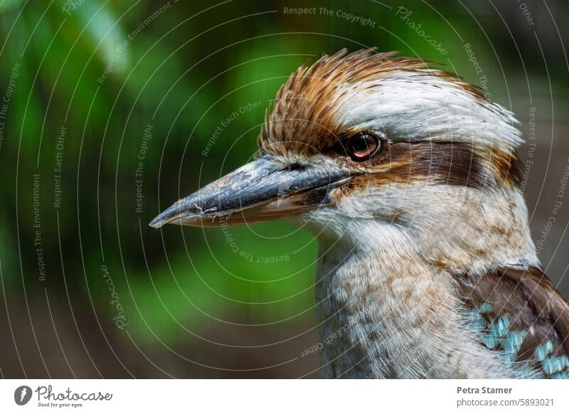 Kookaburra Lachender Hans vogel Stufe federn Schnabel Vogelkopf Natur Lebewesen Tierwelt Australien Familie der Eisvögel