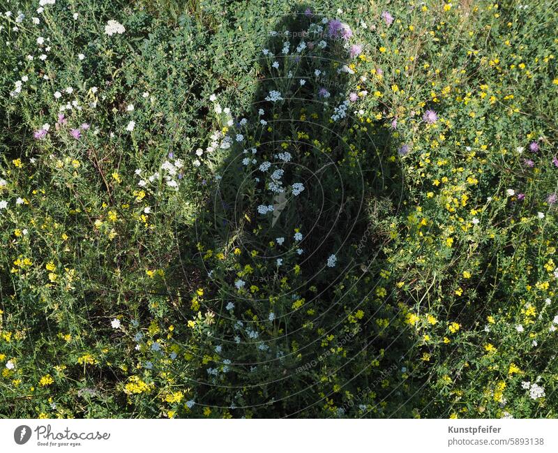 Schattenumriss Frau umhüllt von einer Sommerblumenwiese sommerlich Blumen Natur blühende Wiese Grün Blühend Schattenriss Erholung auftanken durchatmen freizeit