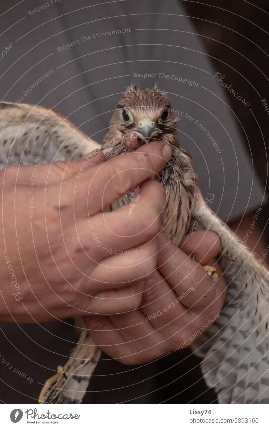 Ein Turmfalken-Junges in den Händen seiner Ersatzmama bei der Fütterung Handaufzucht Vogel Greifvogel Falco Tinnunculus Jungvogel Raubtier Vogelwelt Tierwelt