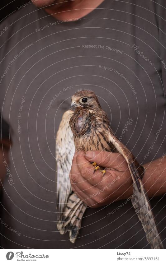 Ein Turmfalken-Junges in den Händen seiner Ersatzmama kurz nach der Fütterung Handaufzucht Vogel Greifvogel Federn Natur fliegen Falco Tinnunculus Falke