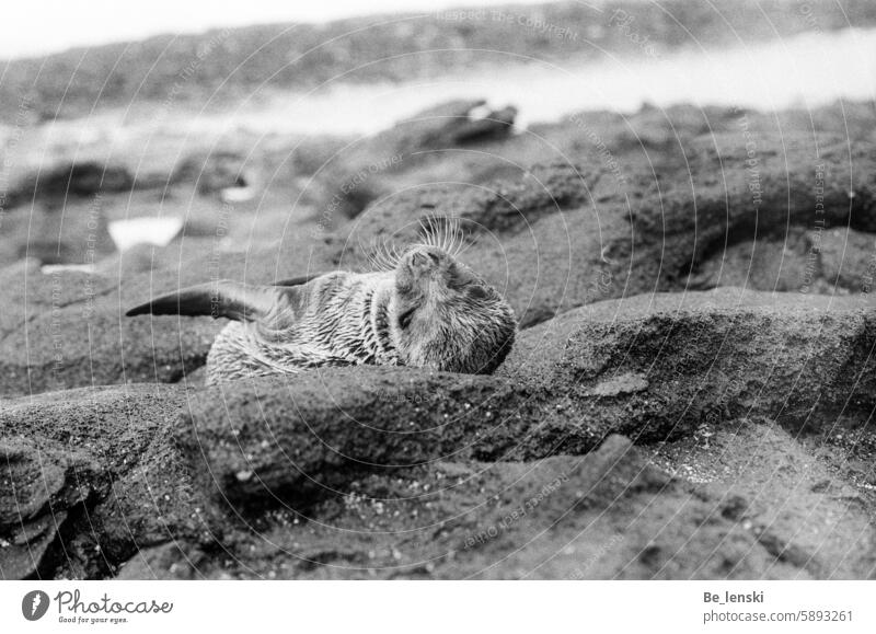 Robbenbaby auf Felsen - Galapagos Ilford analog Analogfoto Analoges Foto Schwarzweißfoto alleine verlassen Hunger durstig süß Baby Tier Fauna und Flora