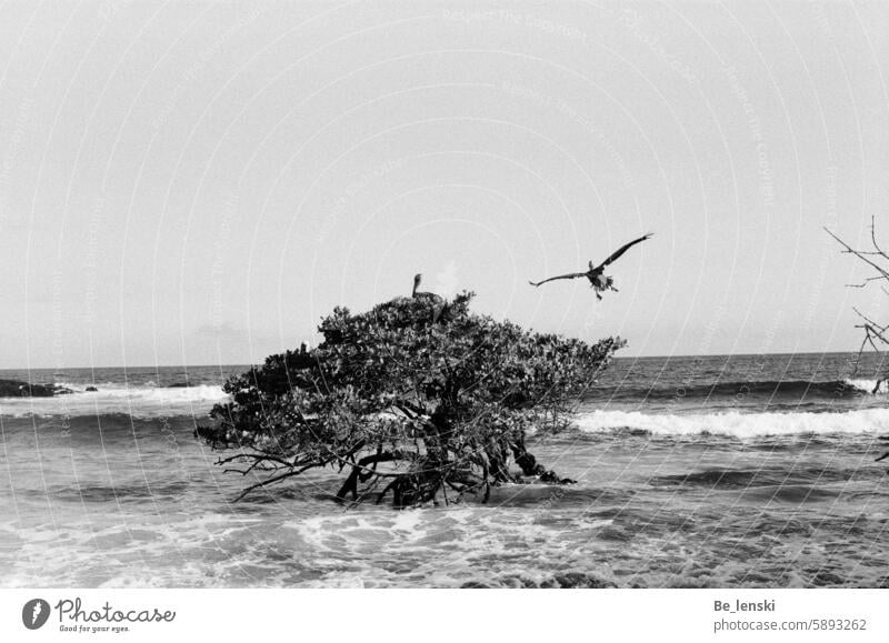 Seevögel nisten auf einer Mangrove - Galapgos Vogel Nest Baum Meer Wasser flora fauna Tier fliegen Galapagos Galapagosinseln eier Himmel Wellen Insel reisen
