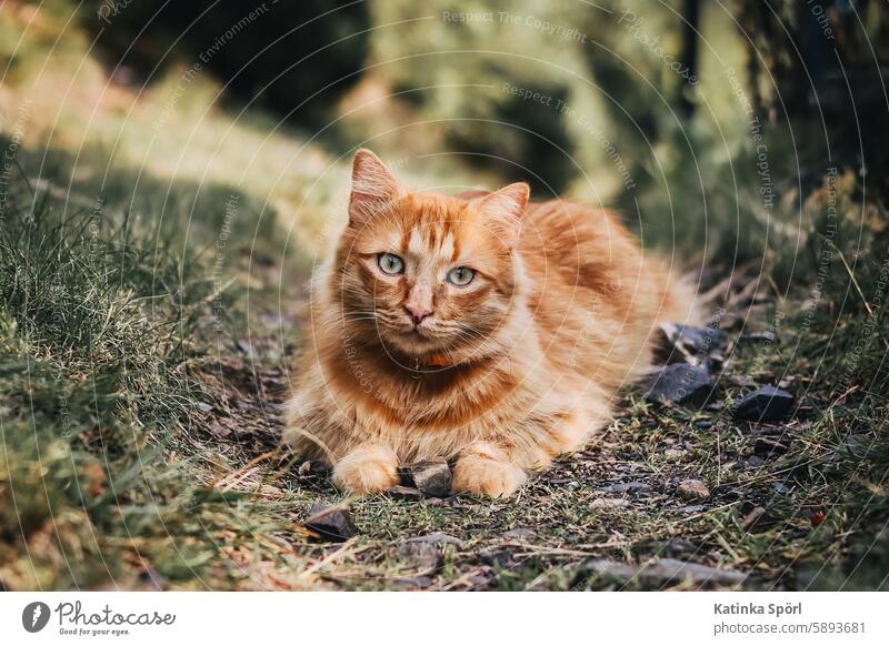 Orange Katze liegt auf dem Gehweg Kater orange getigert natürlich gehweg Outdoor Haustier Fell Tier Hauskatze niedlich Tierporträt Säugetier Wachsamkeit