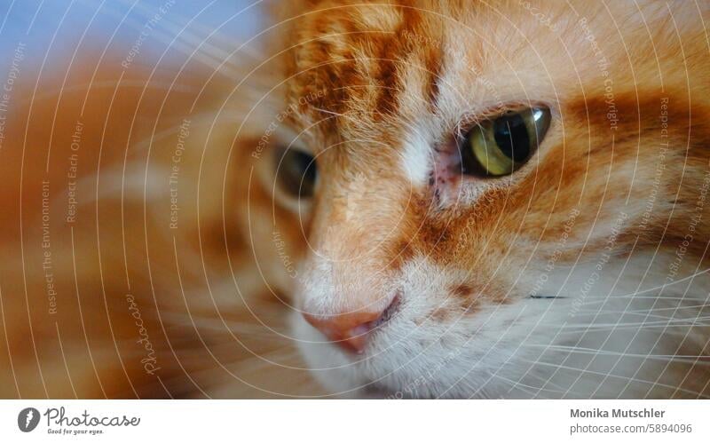 Samtpfote Nahaufnahme Tierliebe Katzenkopf Blick beobachten kuschlig Farbfoto Tiergesicht Wachsamkeit Säugetier Tierporträt niedlich Hauskatze Fell Haustier