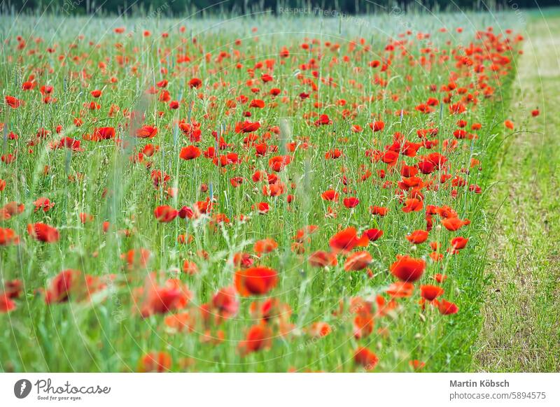 Klatschmohn in einem Kornfeld mit roten Blütenblättern. Rote Farbkleckse in grüner Umgebung Sommer Mohn Blume Sommertag weich Feld Natur rote Mohnblume Pflanze