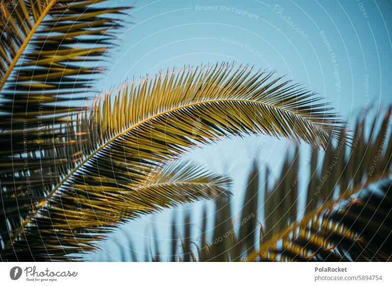 #A0# besser Palme im Tal als Palme am Lulatsch Palmen Palmenwedel Palmenstrand Palmenzweige Palmengarten Palmentapete Palmenblätter Idylle Sommer Sommerurlaub