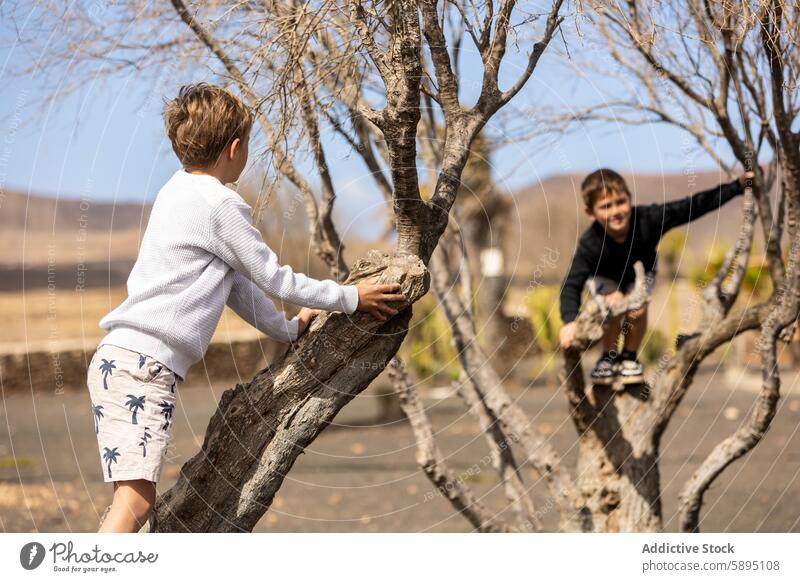 Jungen klettern auf einen Baum im Park, einer schaut in die Kamera Klettern Geschwister Herbst im Freien spielen Natur Lächeln Starrer Blick