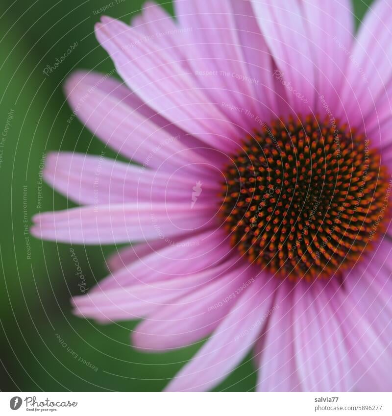 roter Sonnenhut Echinacea Purpurea Blüte Blume Pflanze Blütenstand Korbblütler Igelkopf blühen Staude Röhrenblüten Nahaufnahme Muster Heilpflanze Homöopathie