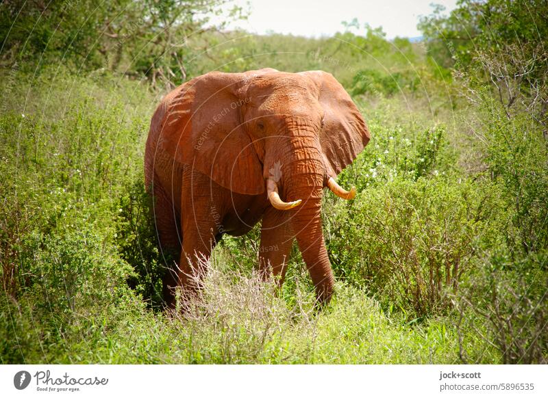 emotionale intelligenz. Dickhäuter mit viel Gefühl Elefant Wildtier Tierporträt Safari Afrika Kenia Tsavo-East-Nationalpark exotisch Savanne Himmel Tierwelt