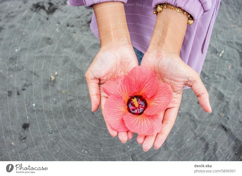 Asiatisches Mädchen hält Blume Zinnie rot landwirtschaftlich Blüte Flora Natur Pflanze Hand Finger asiatisch braun Haut wenig Handfläche Frühling Blütezeit